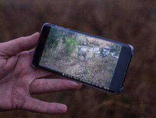 Leopard caught on camera in a game reserve in Africa