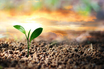 A young tree that is growing and the morning sunlight shines. Signifies growth Saving the world and reducing global warming