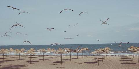 A flock of glaruses / seagulls flying over the empty beach with straw umbrellas, casting shadows on the sand and the stormy sea at the end of the season