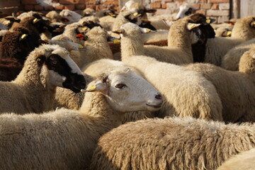 A flock of sheep in a farmyard