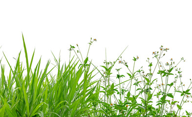 grass and wild flowers isolated background