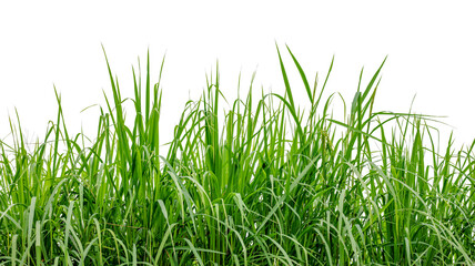 rice plant fields isolated on white background
