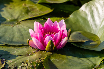 Lilia wodna Nymphaea cudownie kwitnie na wodzie - kolorowy wodny kwiat pod ochroną - obrazy, fototapety, plakaty