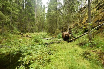 Brown bear in the old forest valley