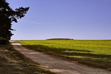 Fototapeta na wymiar rape field against the clear blue sky in the countryside