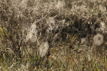 SPIDER WEB - Wild life in the autumn wetlands