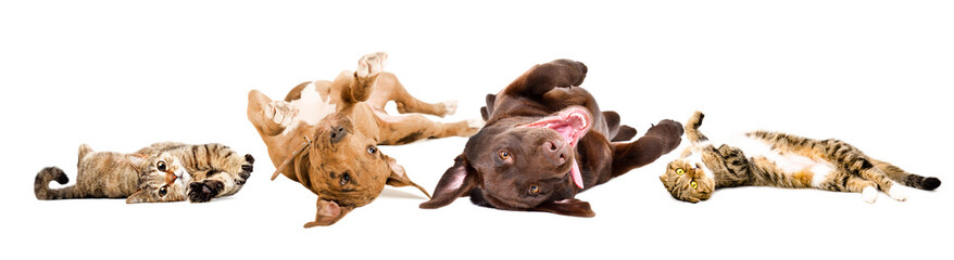 Funny playful cats and dogs lying on their back together isolated on a white background
