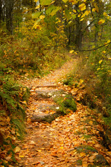 A narrow path on a mountainside covered with autumn leaves.