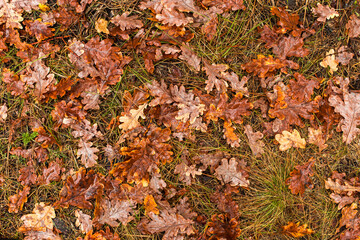 Fallen oak leaves on the grass, natural nature, beautiful autumn background.