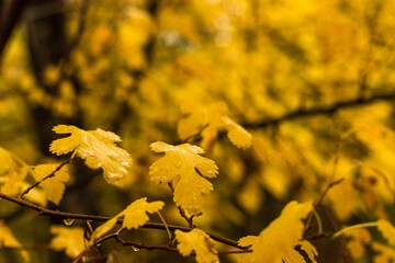 Yellow wet leaves on a branch close up, natural nature, beautiful autumn background. Copy space.