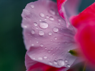 flower with water drops