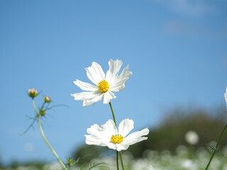 コスモスと秋の空