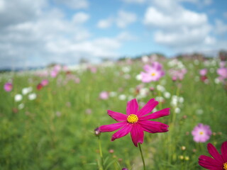 コスモスと秋の空