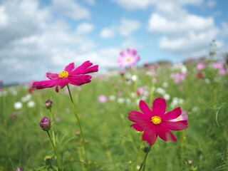 コスモスと秋の空