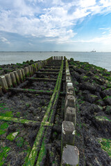 Old wooden pier covered in algae - vertical layout