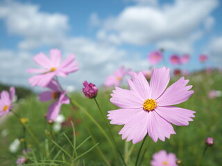 コスモスと秋の空