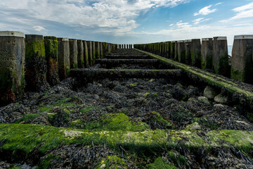 Fototapeta na wymiar Old wooden jetty covered in algae