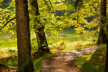 Autumn alley covered with autumn yellow leaves in sunlight