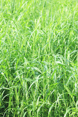 Obraz premium 芝生