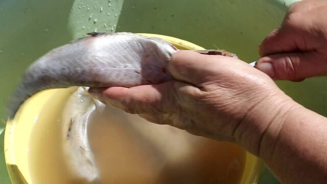 Woman cutting sea fish pollock for cooking and frying, close-up, sun