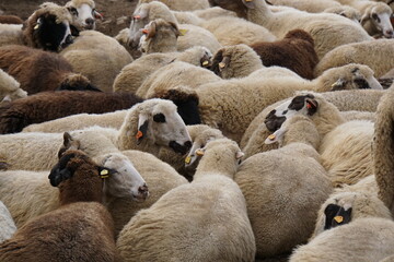 Fototapeta premium A flock of sheep in a farmyard