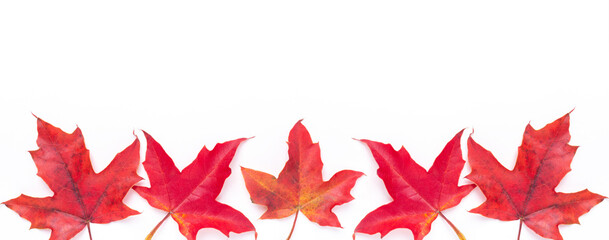 Red maple leaves on white background. Horizontal banner