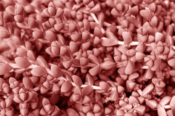 Small plant in trendy color rose tan close-up, natural background.