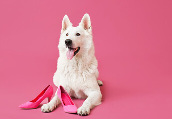 Funny naughty dog with shoes on color background