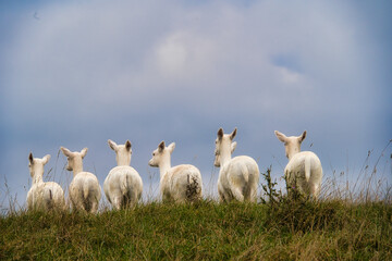 Seltener Anblick einer Herde weißer Rehe auf einem Hügel