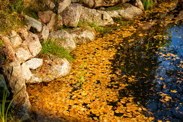 Autumn lake with fallen leaves on the surface