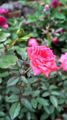 pink rose in garden
