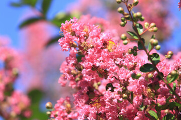 サルスベリの花