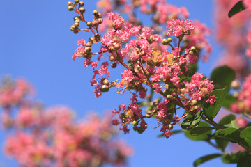 サルスベリの花