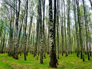 Fototapeta premium trees in the forest