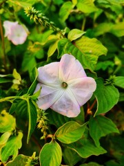 pink and white flowers