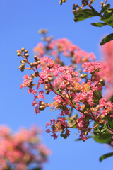 Obraz premium サルスベリの花