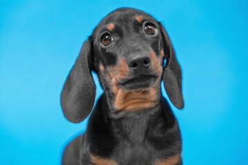 Portrait of cute dachshund puppy with smart look on blue background, front view, copy space for...