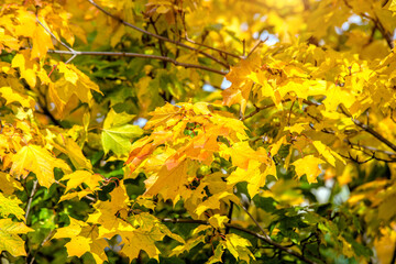 Autumn background-yellow maple leaves in the city Park

