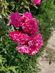 red and white dahlia