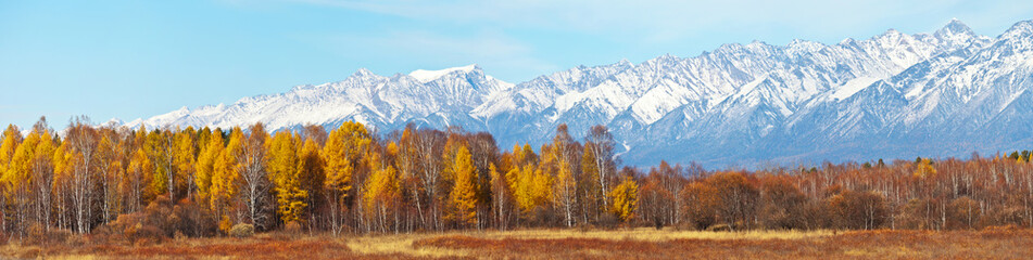 A panoramic view of the yellowed forest against the background of snow-covered mountain range on sunny October day. Beautiful autumn landscape. Change of seasons, calendar. Natural background