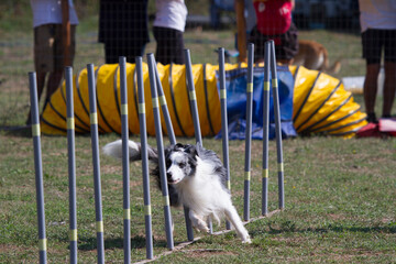 Agility dog