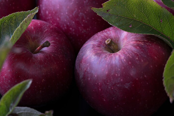 red apple moody leaves close up on dark background