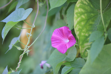 アサガオ