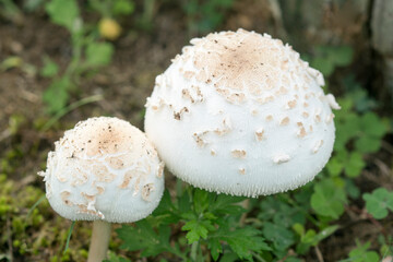 キノコの親子