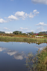 Fototapeta na wymiar the field of reeds in the wetlands in autumn park in korea.