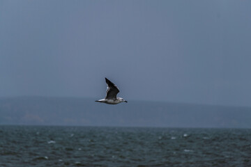 seagull on the sea