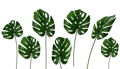 Monstera leaves isolated on white background, Close up of tropical leaves or houseplant that grow indoor for decorative purpose. © Magnetu