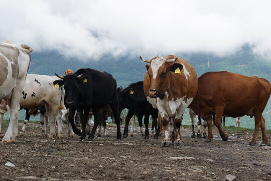 A herd of cows grazed on muddy ground against a cloudy mountain landscape