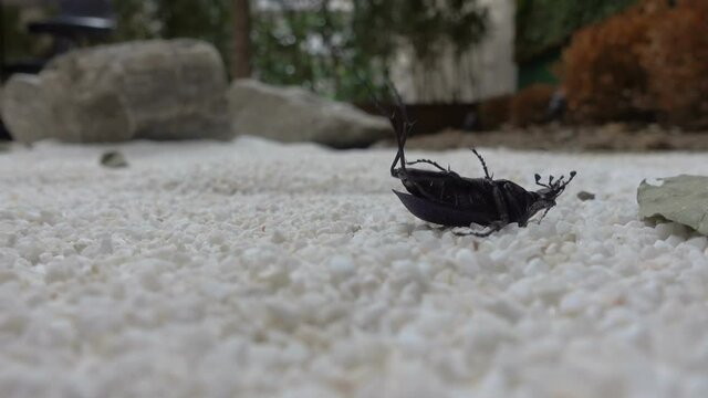 Darkling beetle on ground upside down, struggling to flip right up. Tenebrionoidea, Cockroach, black beetle.