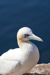 Wild bird in the wild, Morus bassanus, Northern Gannet on the island of Heligoland on the North Sea in Germany. Blue sea in background